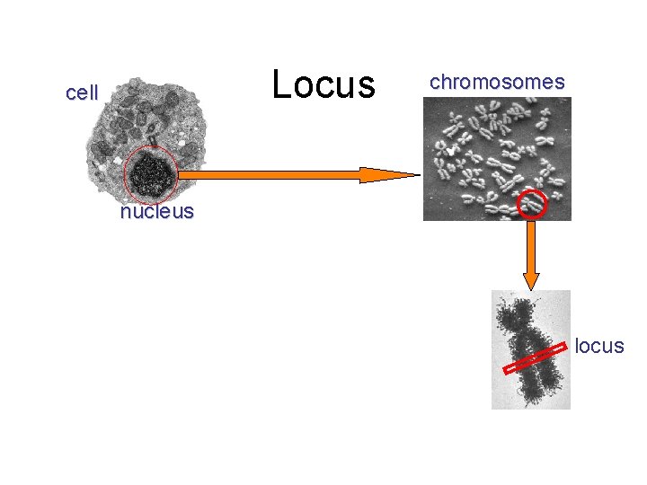 Locus cell chromosomes nucleus locus 