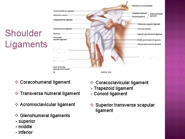 Shoulder Ligaments v Coracohumeral ligament v Transverse humeral ligament v Acromioclavicular ligament v Glenohumeral