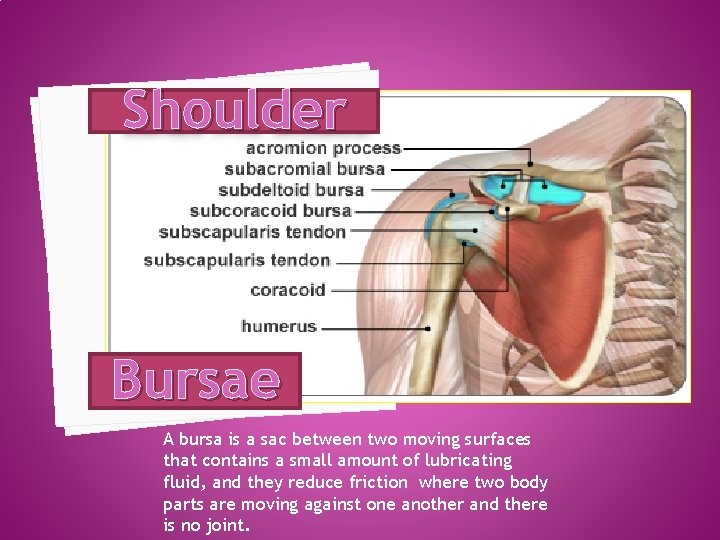 Shoulder Bursae A bursa is a sac between two moving surfaces that contains a