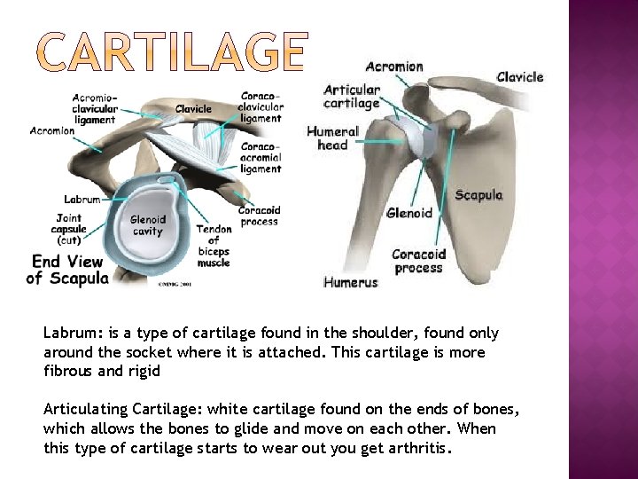 Labrum: is a type of cartilage found in the shoulder, found only around the