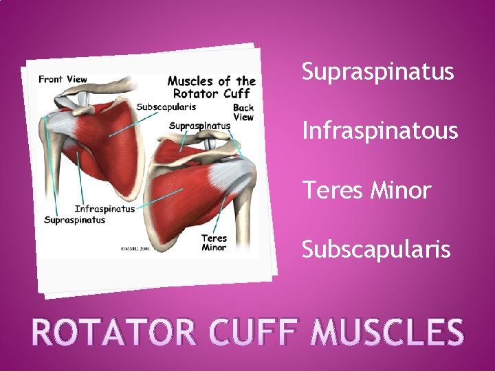 Supraspinatus Infraspinatous Teres Minor Subscapularis ROTATOR CUFF MUSCLES 