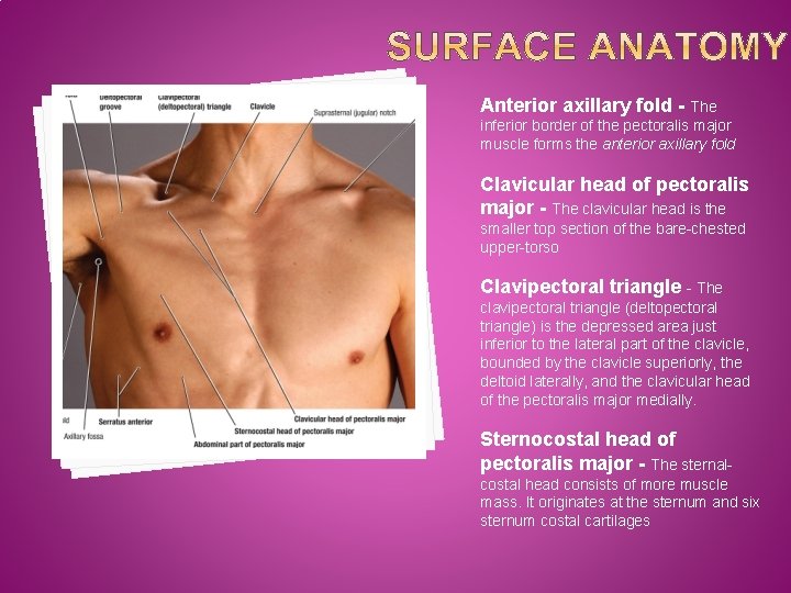 Anterior axillary fold - The inferior border of the pectoralis major muscle forms the
