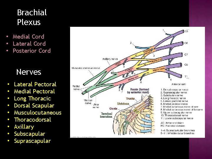 Brachial Plexus • Medial Cord • Lateral Cord • Posterior Cord Nerves • •