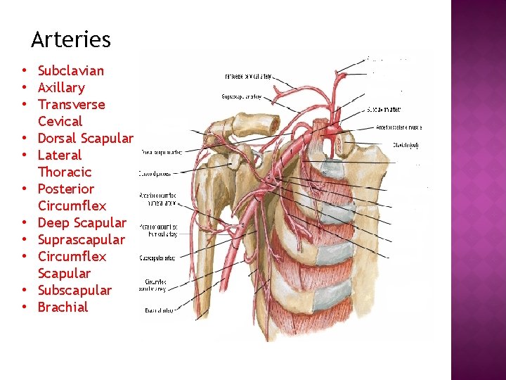 Arteries • Subclavian • Axillary • Transverse Cevical • Dorsal Scapular • Lateral Thoracic