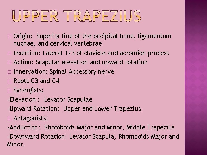 Origin: Superior line of the occipital bone, ligamentum nuchae, and cervical vertebrae � Insertion: