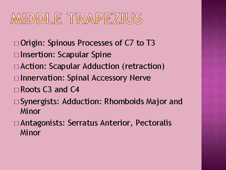 � Origin: Spinous Processes of C 7 to T 3 � Insertion: Scapular Spine