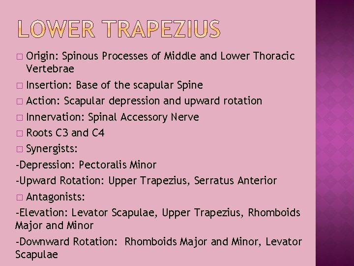 Origin: Spinous Processes of Middle and Lower Thoracic Vertebrae � Insertion: Base of the