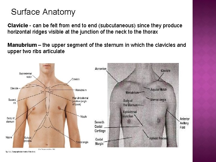 Surface Anatomy Clavicle - can be felt from end to end (subcutaneous) since they