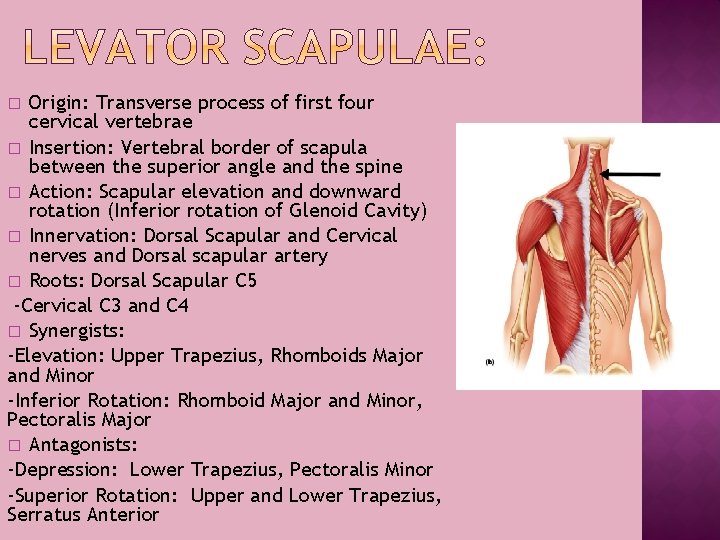 Origin: Transverse process of first four cervical vertebrae � Insertion: Vertebral border of scapula