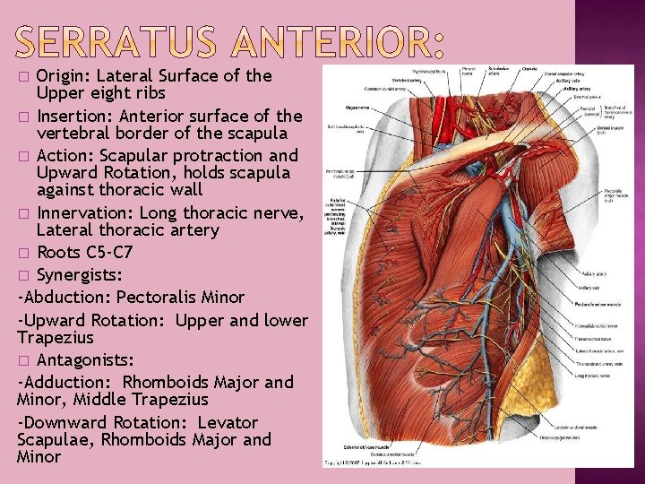 Origin: Lateral Surface of the Upper eight ribs � Insertion: Anterior surface of the