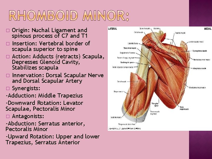 Origin: Nuchal Ligament and spinous process of C 7 and T 1 � Insertion: