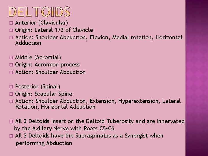 � � � Anterior (Clavicular) Origin: Lateral 1/3 of Clavicle Action: Shoulder Abduction, Flexion,