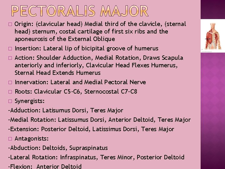 Origin: (clavicular head) Medial third of the clavicle, (sternal head) sternum, costal cartilage of