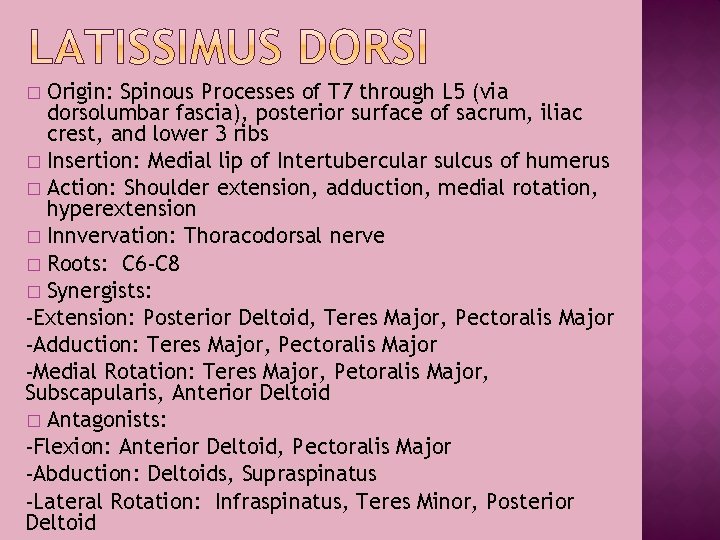 Origin: Spinous Processes of T 7 through L 5 (via dorsolumbar fascia), posterior surface