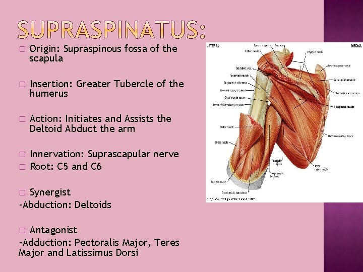 � Origin: Supraspinous fossa of the scapula � Insertion: Greater Tubercle of the humerus