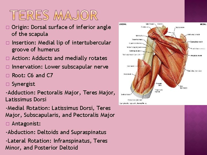 � Origin: Dorsal surface of inferior angle of the scapula Insertion: Medial lip of