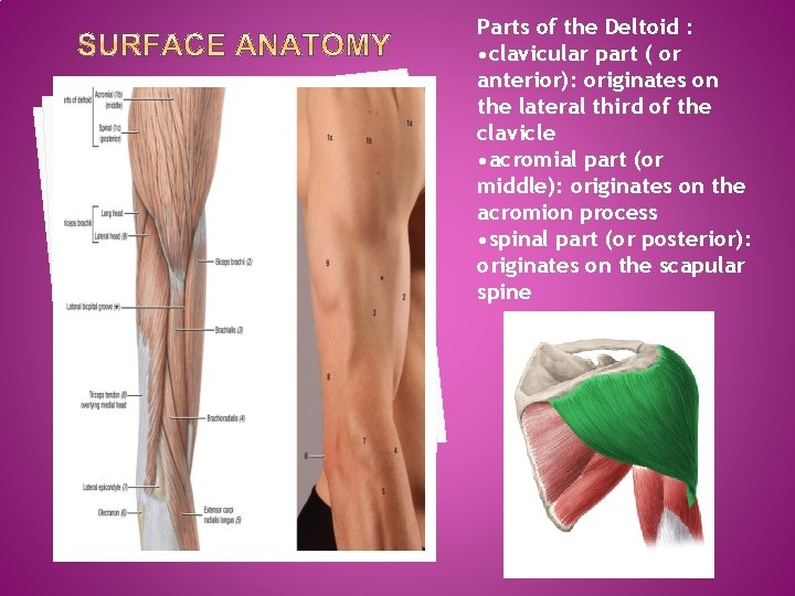 Parts of the Deltoid : • clavicular part ( or anterior): originates on the