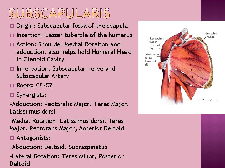 � � Origin: Subscapular fossa of the scapula Insertion: Lesser tubercle of the humerus