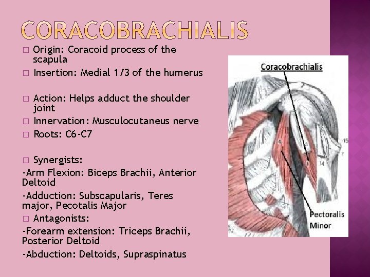 � � � Origin: Coracoid process of the scapula Insertion: Medial 1/3 of the