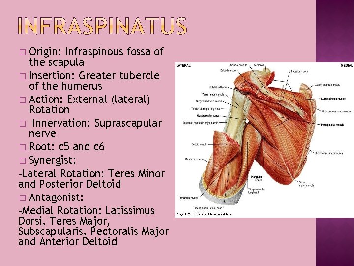 Origin: Infraspinous fossa of the scapula � Insertion: Greater tubercle of the humerus �