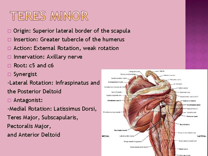 � � Origin: Superior lateral border of the scapula Insertion: Greater tubercle of the