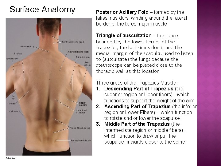 Surface Anatomy Posterior Axillary Fold – formed by the latissimus dorsi winding around the