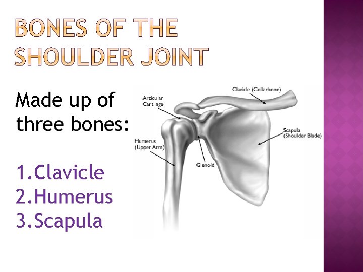 Made up of three bones: 1. Clavicle 2. Humerus 3. Scapula 