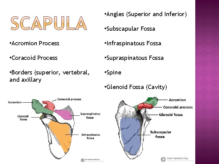  • Angles (Superior and Inferior) • Subscapular Fossa • Acromion Process • Infraspinatous