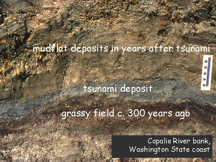 Copalis deposit mudflat deposits in years after tsunami deposit grassy field c. 300 years