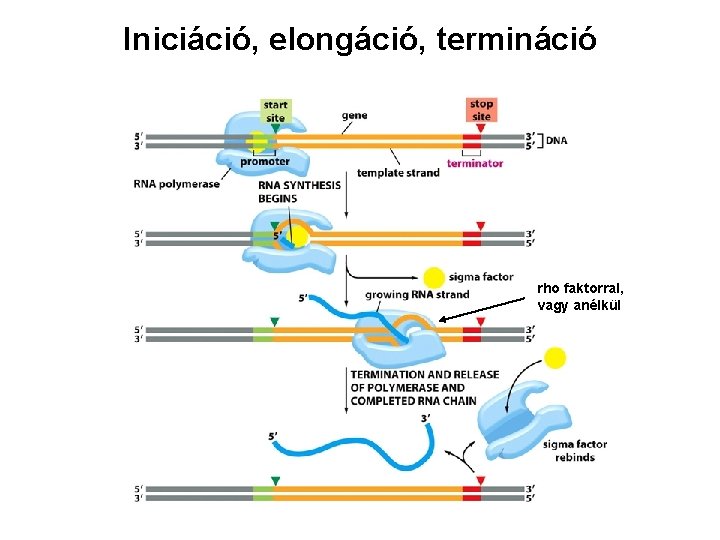 Iniciáció, elongáció, termináció rho faktorral, vagy anélkül 