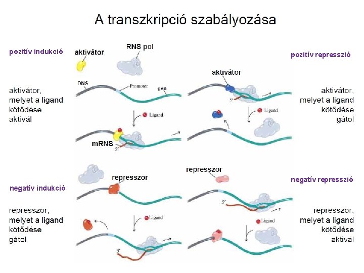 pozitív indukció pozitív represszió negatív indukció 