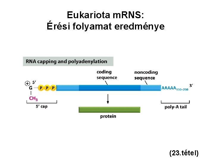 Eukariota m. RNS: Érési folyamat eredménye (23. tétel) 