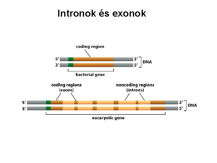 Intronok és exonok 