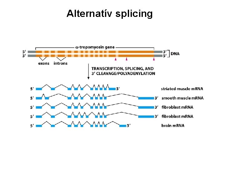 Alternatív splicing 