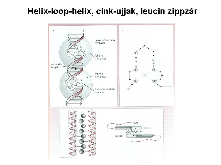 Helix-loop-helix, cink-ujjak, leucin zippzár 