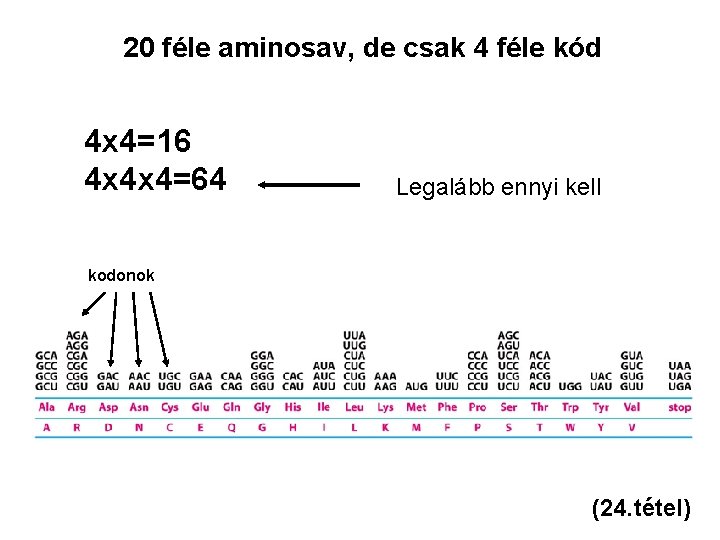 20 féle aminosav, de csak 4 féle kód 4 x 4=16 4 x 4