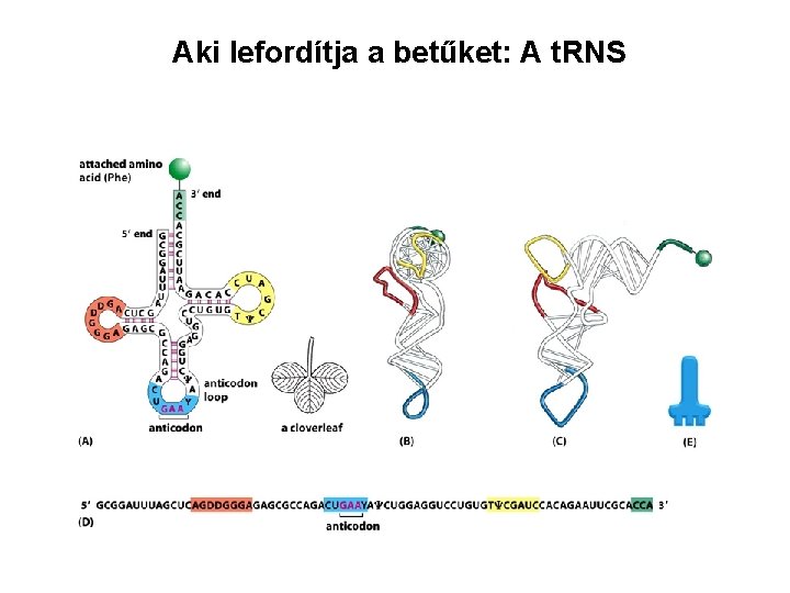 Aki lefordítja a betűket: A t. RNS 