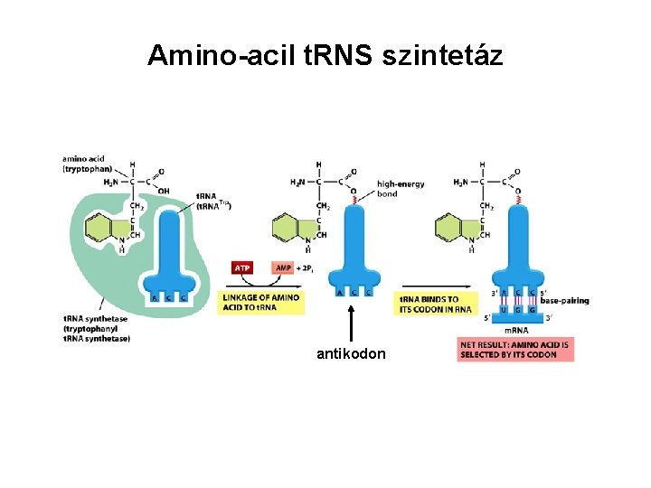Amino-acil t. RNS szintetáz antikodon 