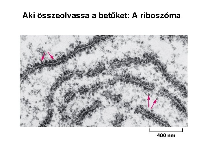 Aki összeolvassa a betűket: A riboszóma 