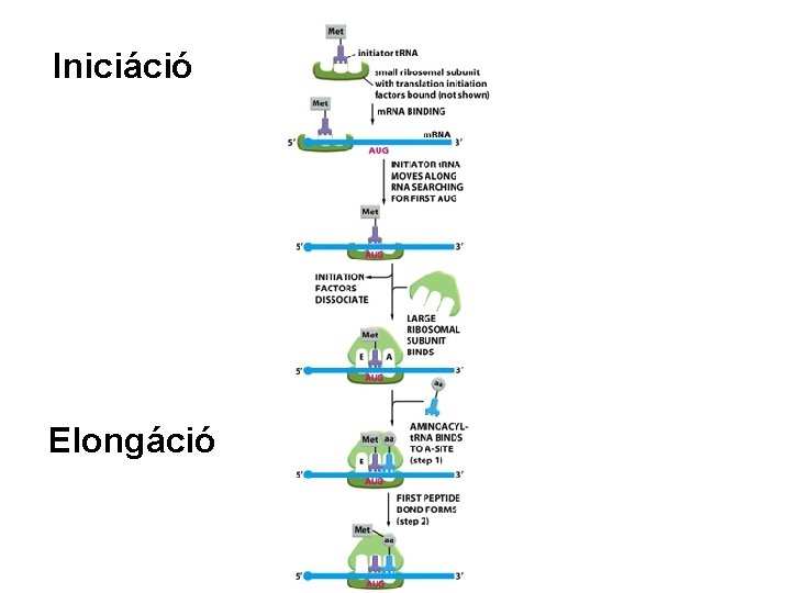 Iniciáció Elongáció 