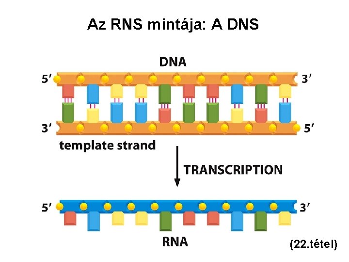 Az RNS mintája: A DNS (22. tétel) 