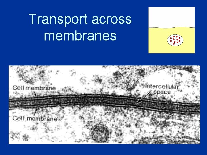 Transport across membranes 