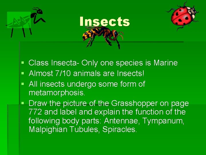 Insects § Class Insecta- Only one species is Marine § Almost 7/10 animals are