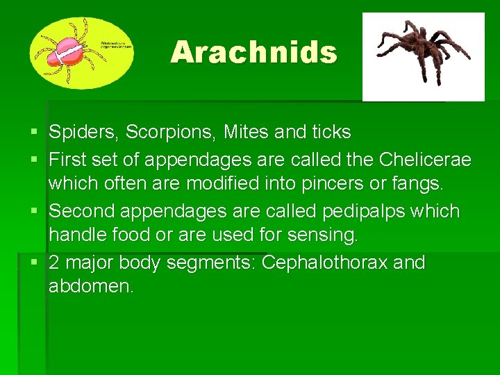 Arachnids § Spiders, Scorpions, Mites and ticks § First set of appendages are called