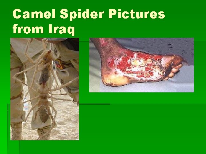 Camel Spider Pictures from Iraq 