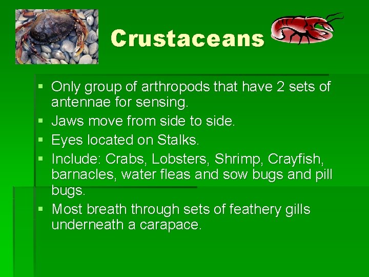 Crustaceans § Only group of arthropods that have 2 sets of antennae for sensing.