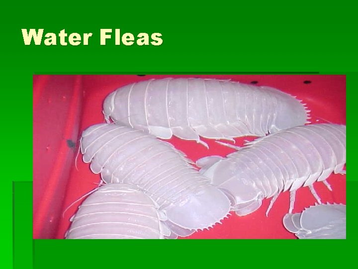 Water Fleas 