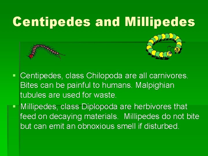 Centipedes and Millipedes § Centipedes, class Chilopoda are all carnivores. Bites can be painful