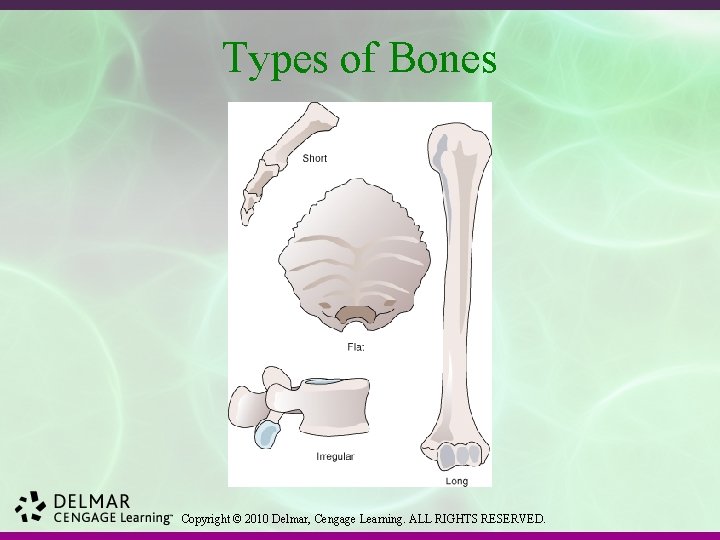 Types of Bones Copyright © 2010 Delmar, Cengage Learning. ALL RIGHTS RESERVED. 