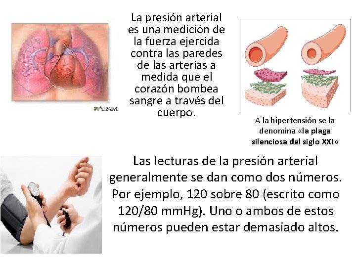 La presión arterial es una medición de la fuerza ejercida contra las paredes de